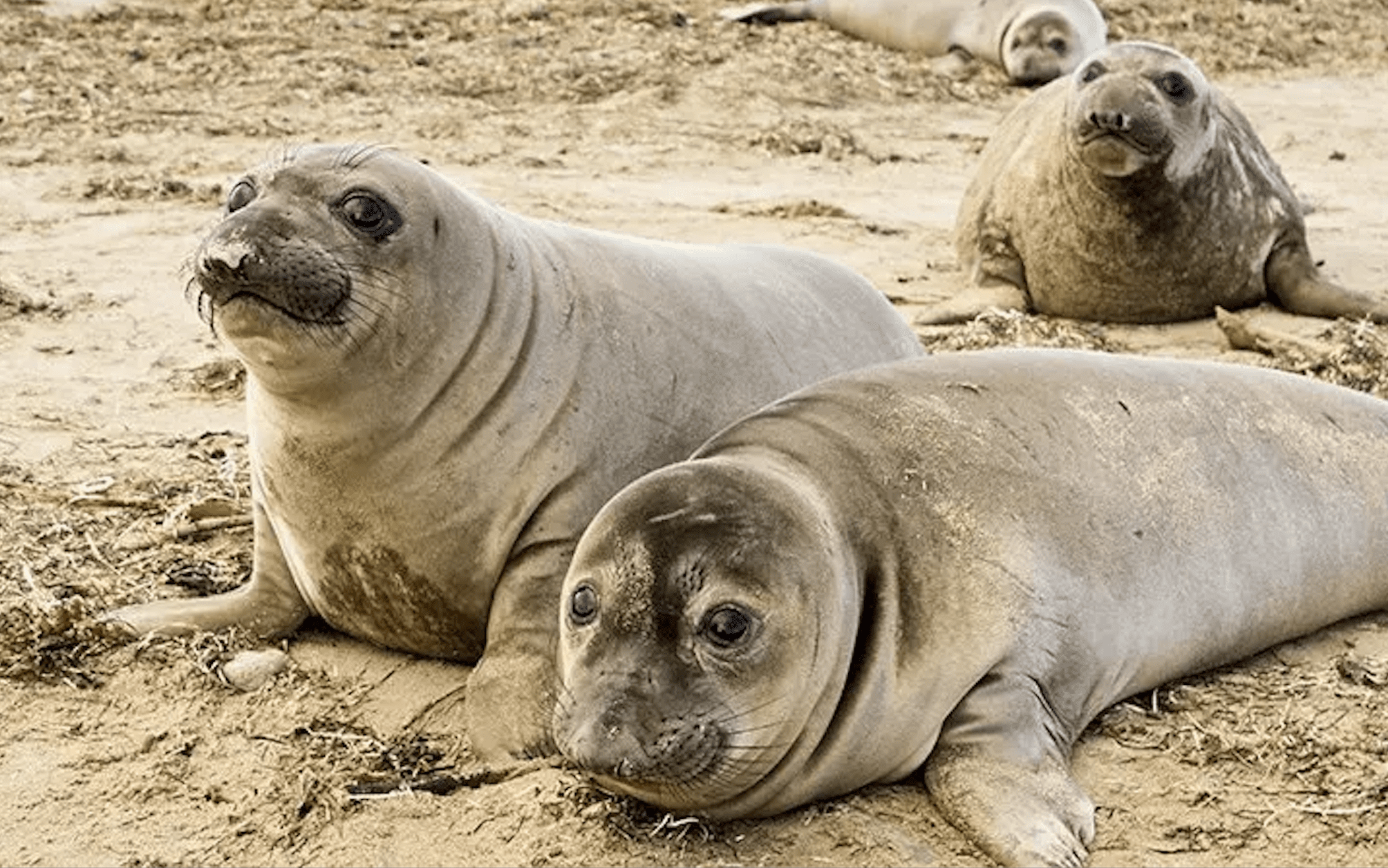 Live on the Beach with Elephant Seals in California